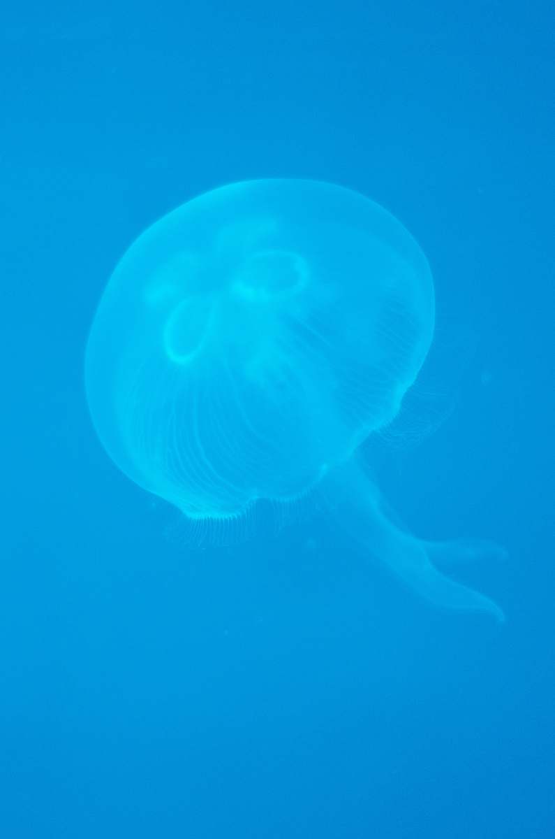 sea life blue jellyfish illustration animal